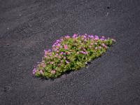 Blütenansammlung am schwarzen Lavahang